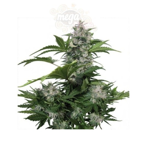 White Dwarf Auto 