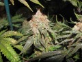 Jack Herer