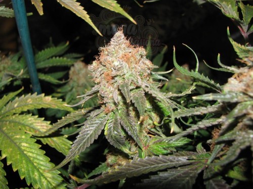 Jack Herer