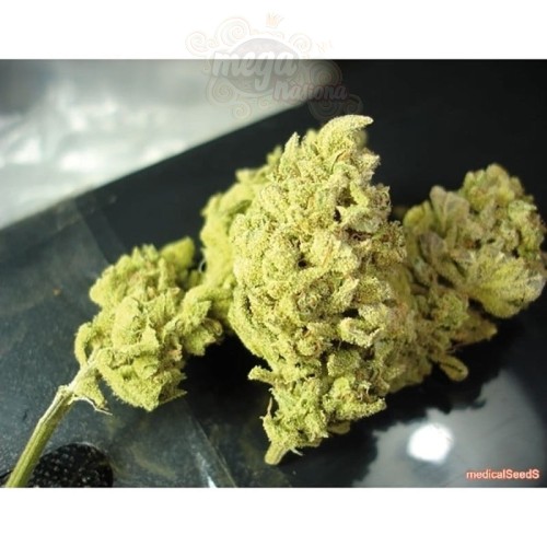 MEDICAL SEEDS - No Name