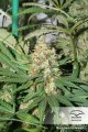 DUTCH PASSION - Master Kush