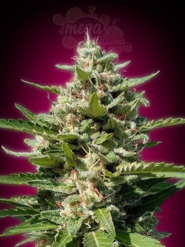 ADVANCED SEEDS - White Kush