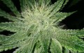 Amnesia Haze