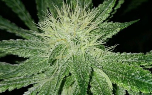 Amnesia Haze