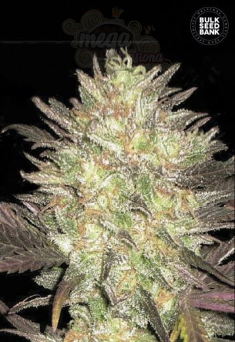 BULK SEED BANK - Auto Lavender Best