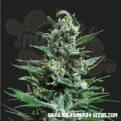 KALASHNIKOV SEEDS - Moscow Blueberry Auto