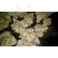 PARADISE SEEDS - Auto Wappa