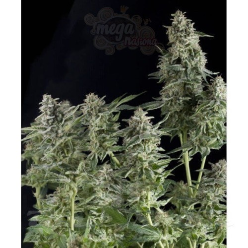 PYRAMID SEEDS - Auto Northern Lights