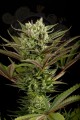 DINAFEM - Deep Cheese