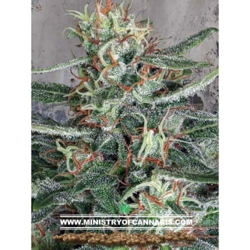 Crystal Cloud - MINISTRY OF CANNABIS