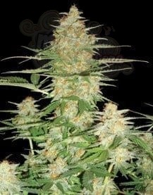 DNA GENETICS - 60 Day Wonder