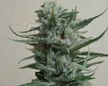 KALASHNIKOV SEEDS - Siberian Haze