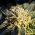 NIRVANA - Blue Mystic Auto