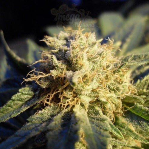 NIRVANA - Blue Mystic Auto