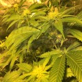 BARNEY'S FARM - Gorilla Zkittlez