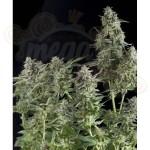 PYRAMID SEEDS - Northern Lights