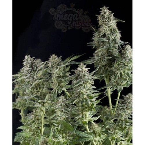 PYRAMID SEEDS - Northern Lights