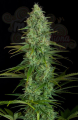 DINAFEM - Critical Jack 5szt