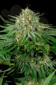DINAFEM - Bubba Kush CBD