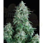 PYRAMID SEEDS - Anubis