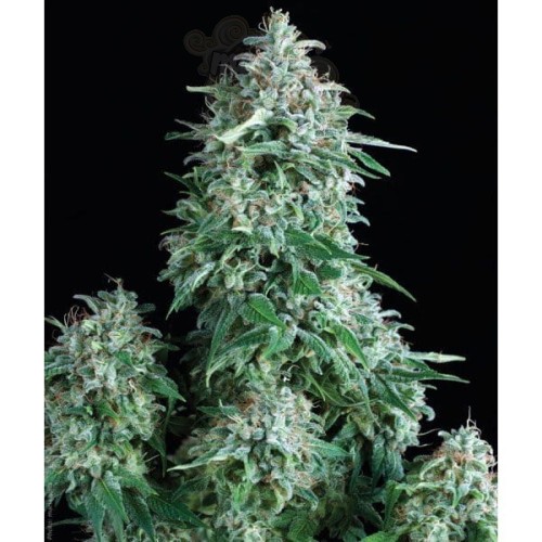 PYRAMID SEEDS - Anubis