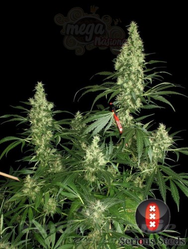 SERIOUS SEEDS - Kali Mist
