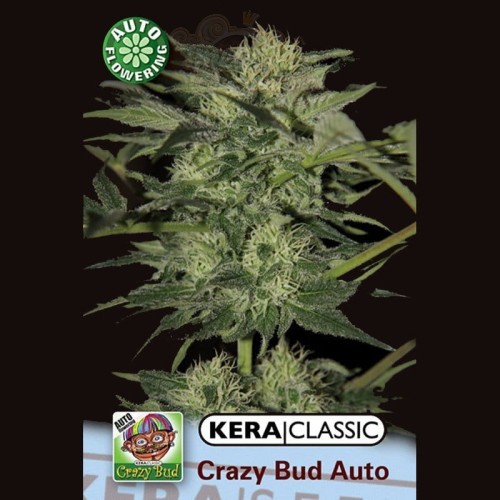 KERA SEEDS - Crazy Bud