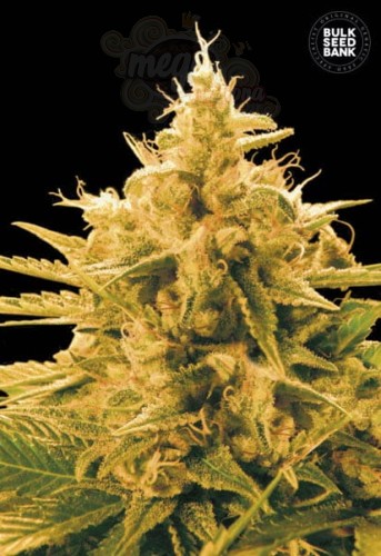BULK SEED BANK - Ananas Funk