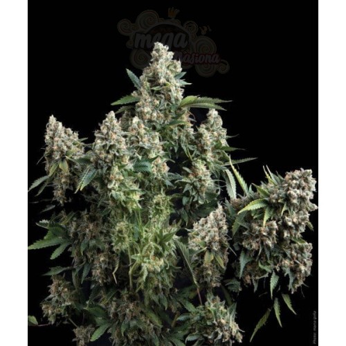 PYRAMID SEEDS - Tutankhamon