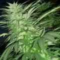 FEMALESEEDS - Purple Maroc