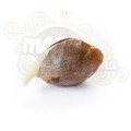ROYAL QUEEN SEEDS - Royal Bluematic Automatic