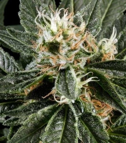 Great White Shark