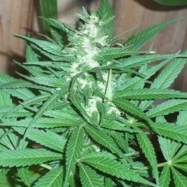 KC BRAINS - K.C.39