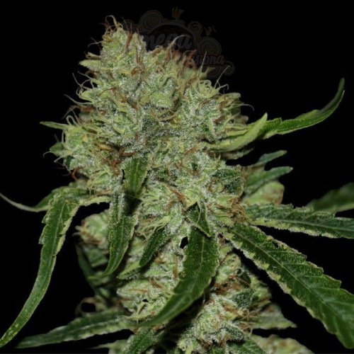 DNA GENETICS - Tangilope