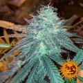 BARNEY'S FARM - Triple Cheese