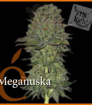 ELITE SEEDS - Meganuska