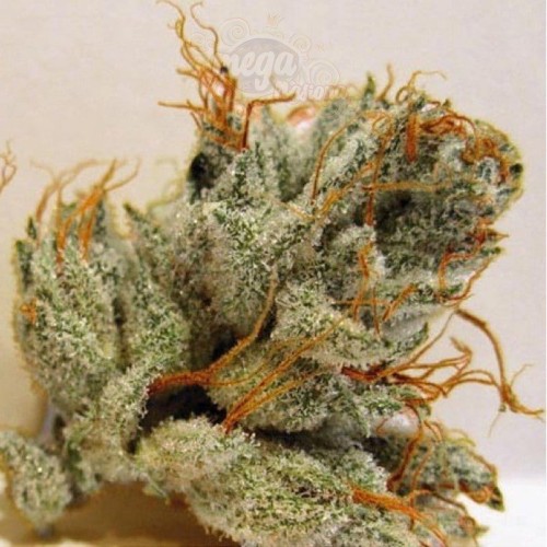 BIOHAZARD SEEDS - Napalm