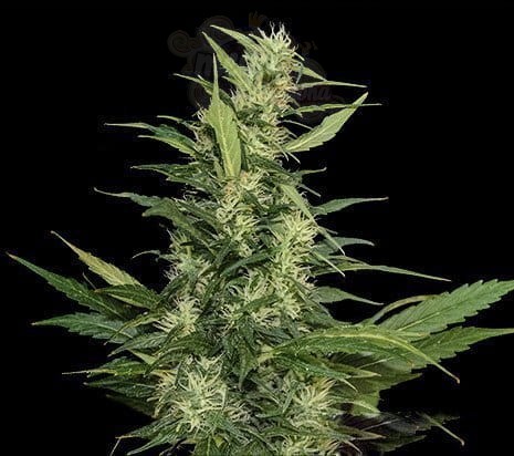 KALASHNIKOV SEEDS - Amur Giant Auto