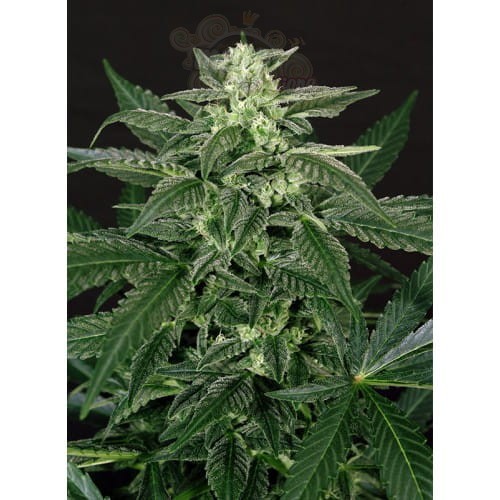 N.Y.C Diesel Auto
