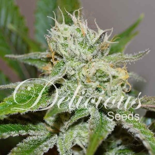 DELICIOUS SEEDS - Original Juan Herer