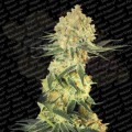PARADISE SEEDS - Auto Wappa