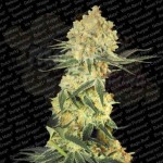 PARADISE SEEDS - Auto Wappa