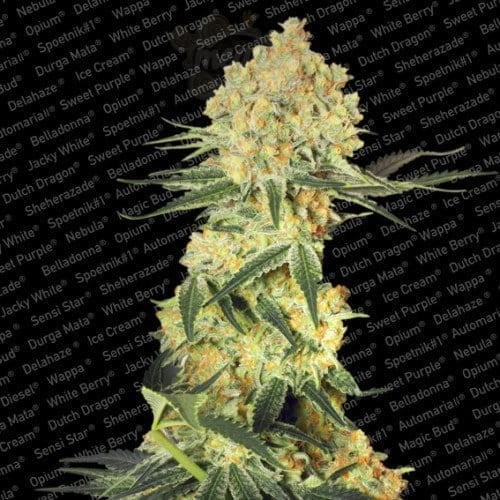 PARADISE SEEDS - Auto Wappa
