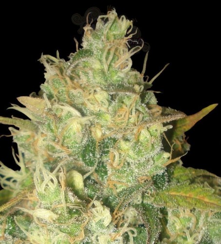 DELICOUS SEEDS - Black Russian