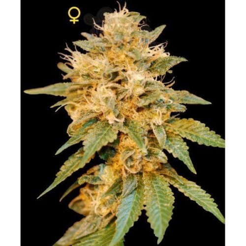 DNA GENETICS - SnowLAnd