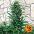 Barney’s Farm - Blueberry Cheese Auto