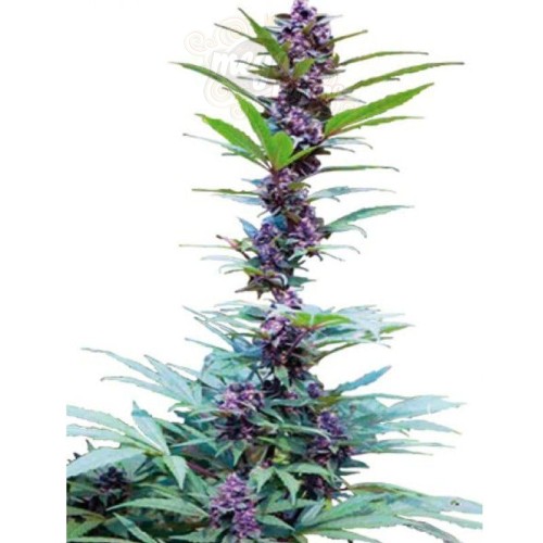 CANNABIOGEN - Deluxe Mix