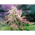 NIRVANA - Northern Light Auto