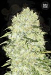 BULK SEED BANK - Bubblegum Extra