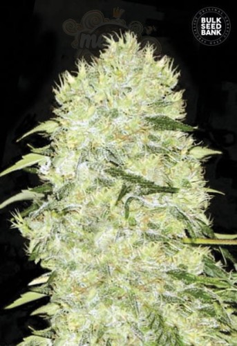 BULK SEED BANK - Bubblegum Extra
